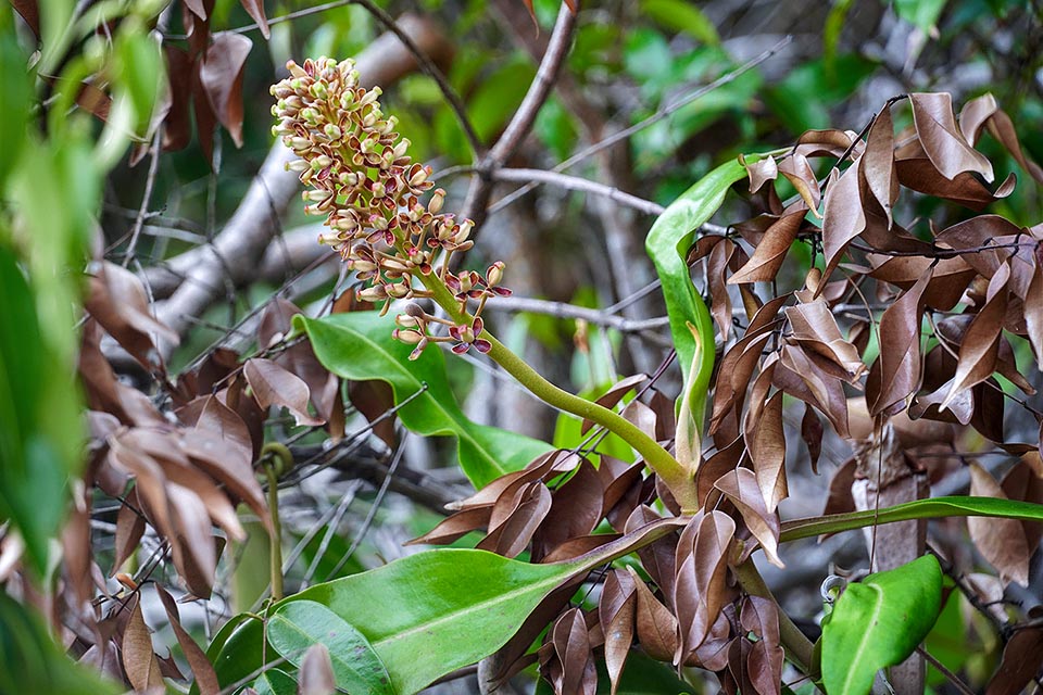 Inflorescence femelle. La pollinisation est assurée par des mouches et des phalènes de nuit. Utilisée pour des cordages et des récipients Nepenthes rafflesiana a aussi des vertus médicinales 