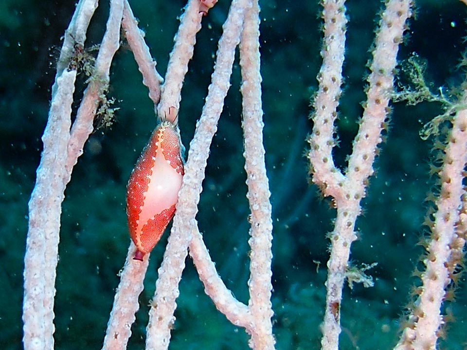 Here it is busy feeding on a white gorgonia. Once sought after for necklaces, Simnia spelta nowadays is not an endangered species © Laurent Toulouse