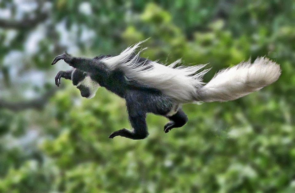 Il passe d'un arbre à l'autre par des bonds acrobatiques et descend rarement au sol. Ses principaux prédateurs naturels sont le Léopard, l'Aigle couronné et le Chimpanzé 