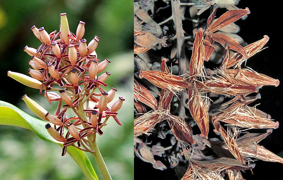 Open ripening fruits. They are coriaceous dehiscent capsules with four valves containing many filiform seeds that are dispersed by the wind 