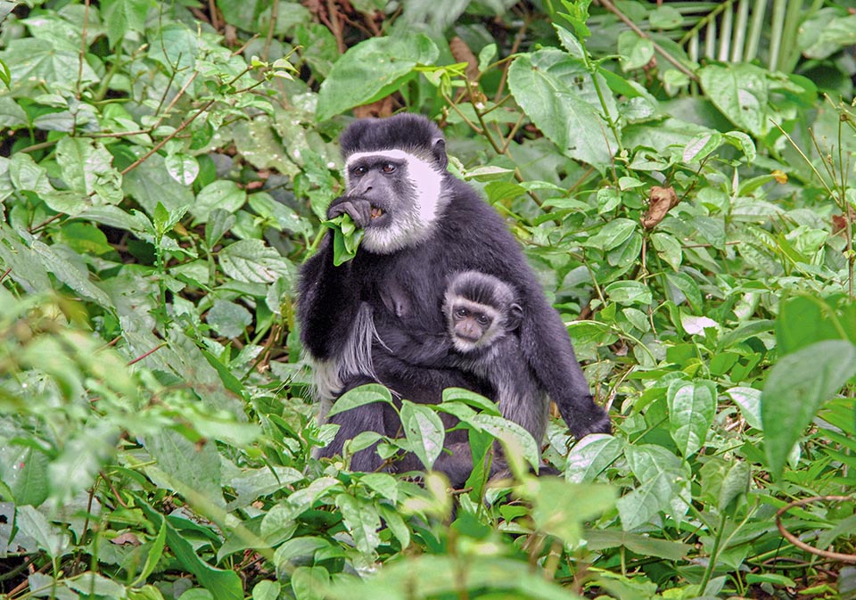 Colobus guereza live in small cohesive groups of 6-10 individuals. Males delimit the territory the night and at dawn with strong roars. Females deliver only one baby © Giff Beaton Kibale Nature Lodge, Uganda
