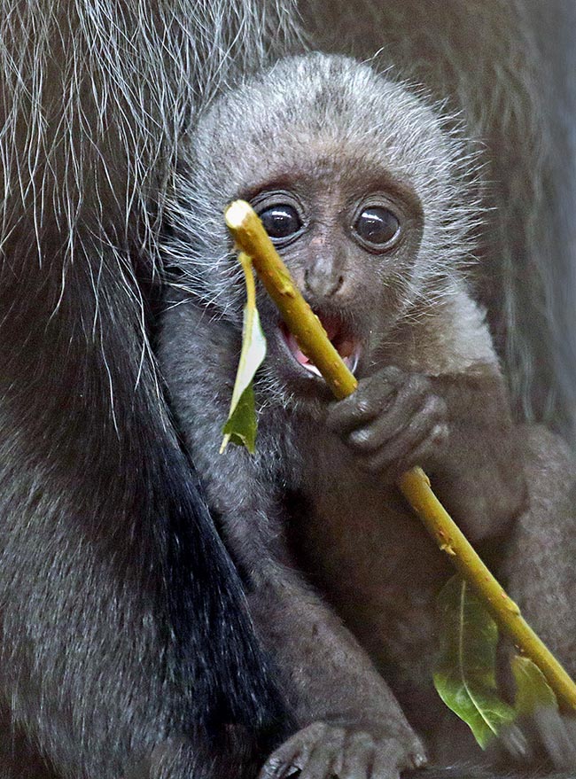 Kids are at the centre of all group members attention, especially the females. Upon birth their skin is pink and hairs are white. When 3-4 months old they get same colour of adults and in captivity the lifespan is of 30 years 