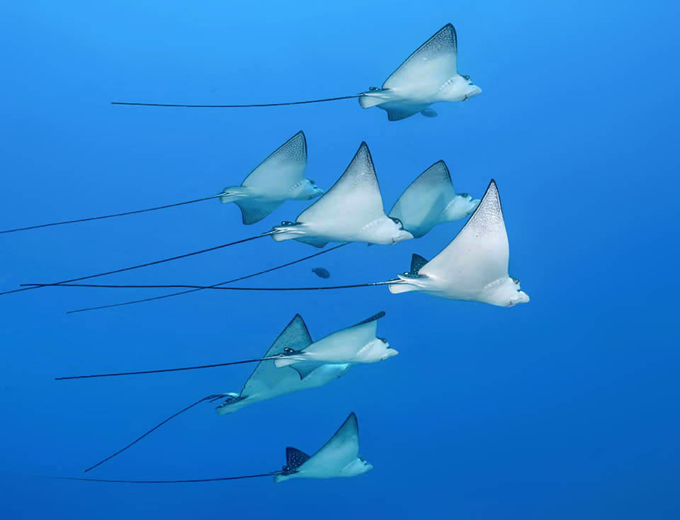 Spectaculaire groupe d'Aetobatus ocellatus, espèce apparentée, appelée Raie aigle ocellée et atteignant jusqu'à 3 m de long.