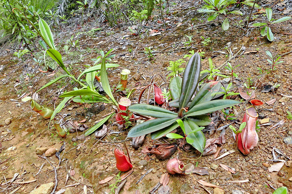 Endémique de la Nouvelle-Calédonie Nepenthes vieillardii marque la limite Est des plantes carnivores appartenant aux Nepenthaceae 