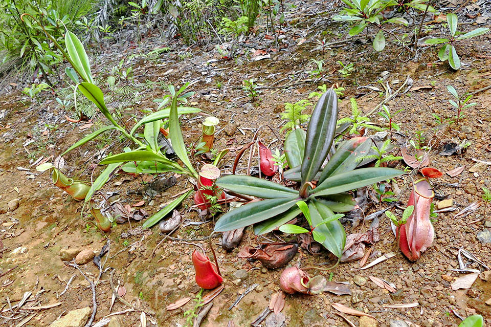 Endemic to New Caledonia, Nepenthes vieillardii marks the eastern limit for the carnivorous plants belonging to the Nepenthaceae 