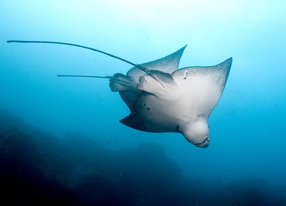 La fertilización de Aetobatus ocellatus es interna. Las hembras, ovovivíparas, también se aparean con múltiples machos y existen raros casos de partenogénesis.