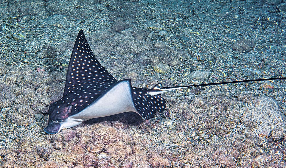 Subadult of Aetobatus ocellatus looking for food. Unluckily, the Ocellated eagle ray appears now as "vulnerable" in the Red List of the endangered species 