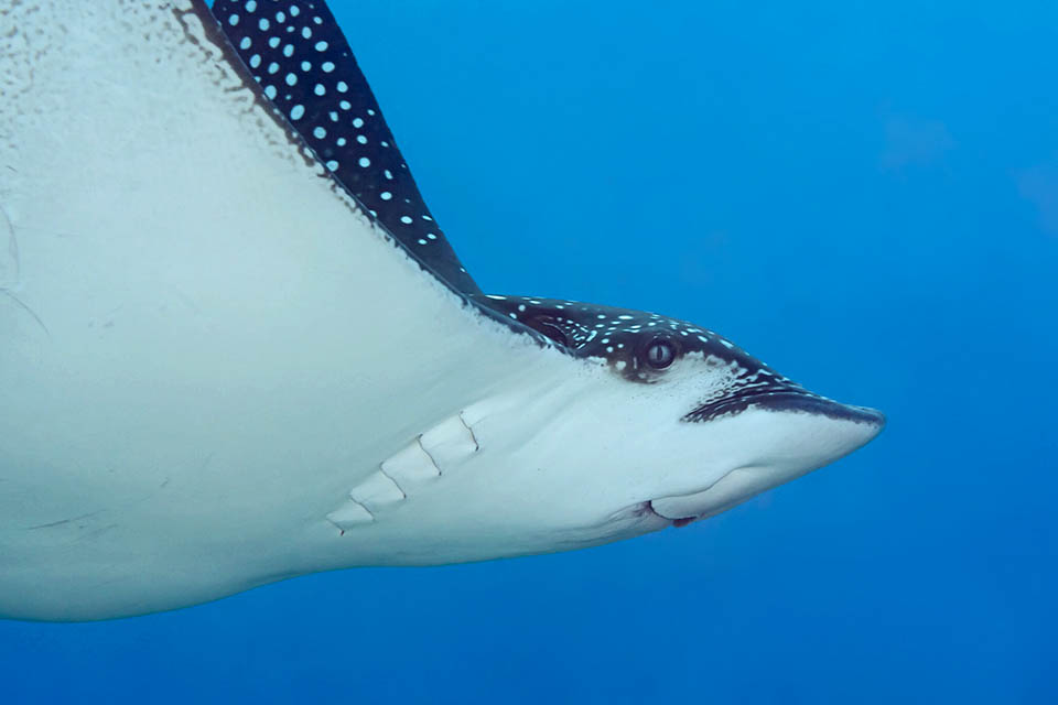 Here in profile with well visible the five gill fissures per side on the candid abdomen, whilst the back is dark greenish grey with spots and rare white ocelli. It is present in tropical Indo-Pacific, unlike Aetobatus marinari, similar species once confused but with different structure of the gene NADH2 and swimmming in the Atlantic © David Rolla