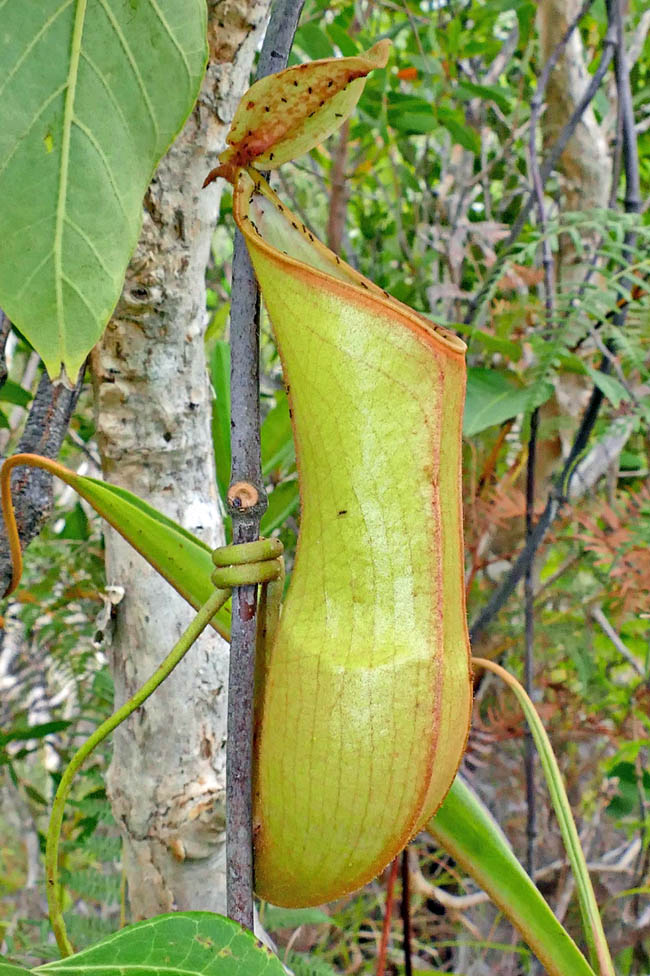 The ascidia may be red or yellowish. The upper ones, infundibuliform to the opening, are usually tubulous, somewhat narrowed in the central part and 4 to 14 cm tall. We note several small ants, present on the cover and the peristome, that attracted by sugary substances, risk to fall with no escape into the digestive liquid well 