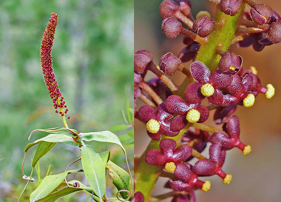The male inflorescence is an even 25 cm long raceme. The flowers, right, have no bracts: the lower ones are 5 to 10 mm long, the upper ones are shorter. The tepals are orbicular, elliptic, 3to 5 mm long. The stamens, with the filaments merged in column, , are 2 to 4 mm long, anthers included, and do not exceed the perigone 