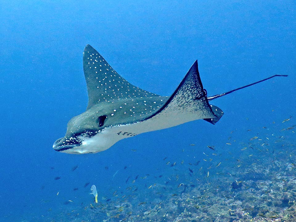 Il muso di Aetobatus ocellatus, a prima vista appuntito, è a becco di papera e sopra agli occhi si nota un’enorme narice