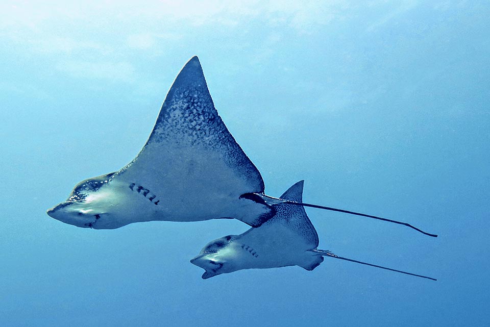 Large jusqu’à 3 m Aetobatus ocellatus peut atteindre 8 m, y compris la queue si celle-ci n’a pas été cassée accidentellement comme c’est souvent le cas. Son poids maximum est de 200 kg 