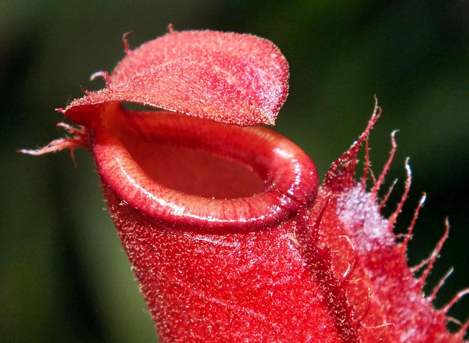 Close-up of a flaming lower ascidium. 4 to 11 cm tall, it has two prominent veins or, as in this case, two fringed wings