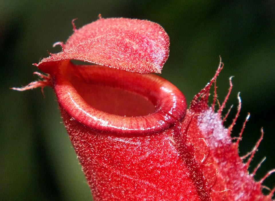 Détail d'une flamboyante ascidie inférieure. Haute de 4 à 11 cm elle a deux nervures saillantes ou comme ici deux ailes effrangées