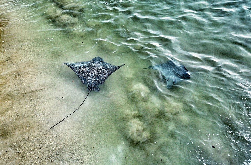 Bien que Aetobatus ocellatus vive le plus souvent entre 20 et 25 m c'est un poisson benthopélagique que l'on peut trouver aussi au bord de mer comme sur cette photo ou à 100 m de profondeur 