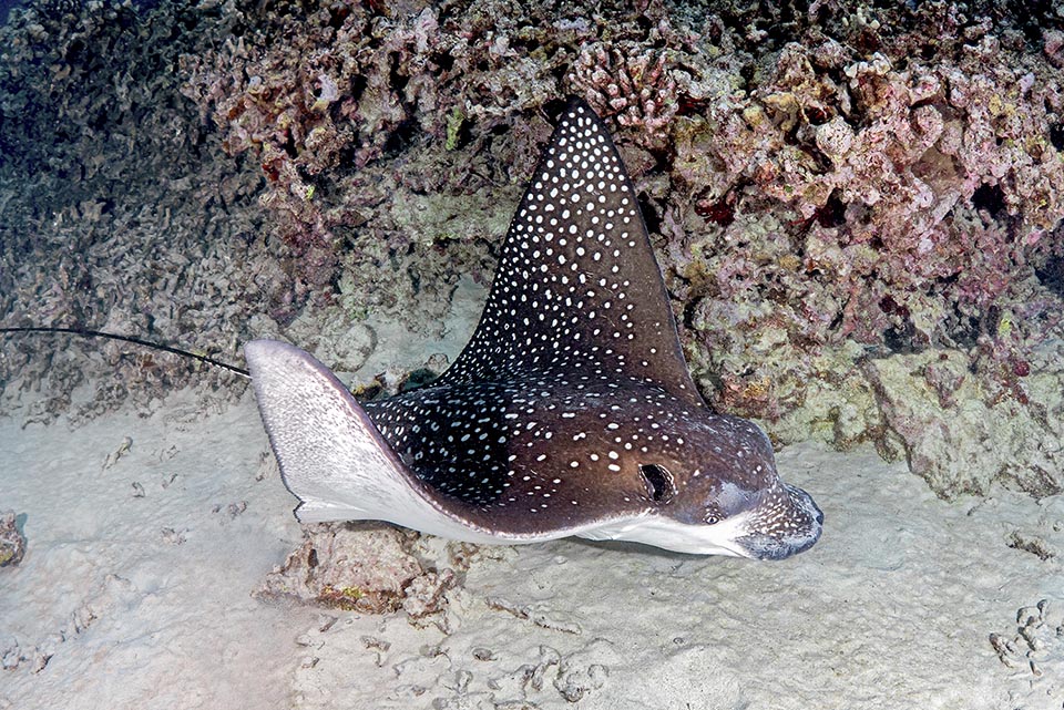 Aetobatus ocellatus se nourrit d’animaux benthiques qu’il détecte avec des organes sensoriels très sensibles en sillonnant les fonds boueux avec son museau aplati 