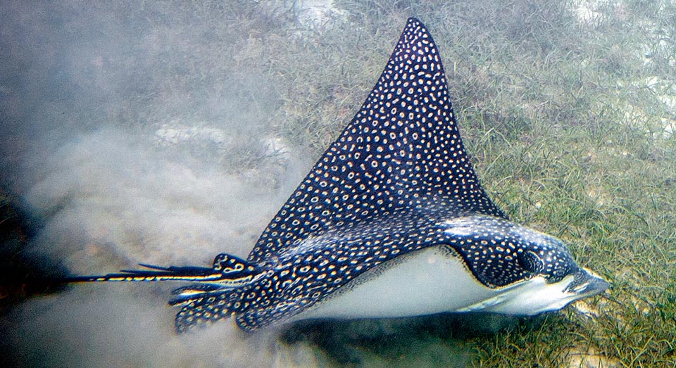 Aetobatus ocellatus se alimenta de moluscos, crustáceos, anélidos, erizos y peces. La pequeña aleta dorsal tiene entre 2 y 6 espinas venenosas, que también son peligrosas para los humanos.