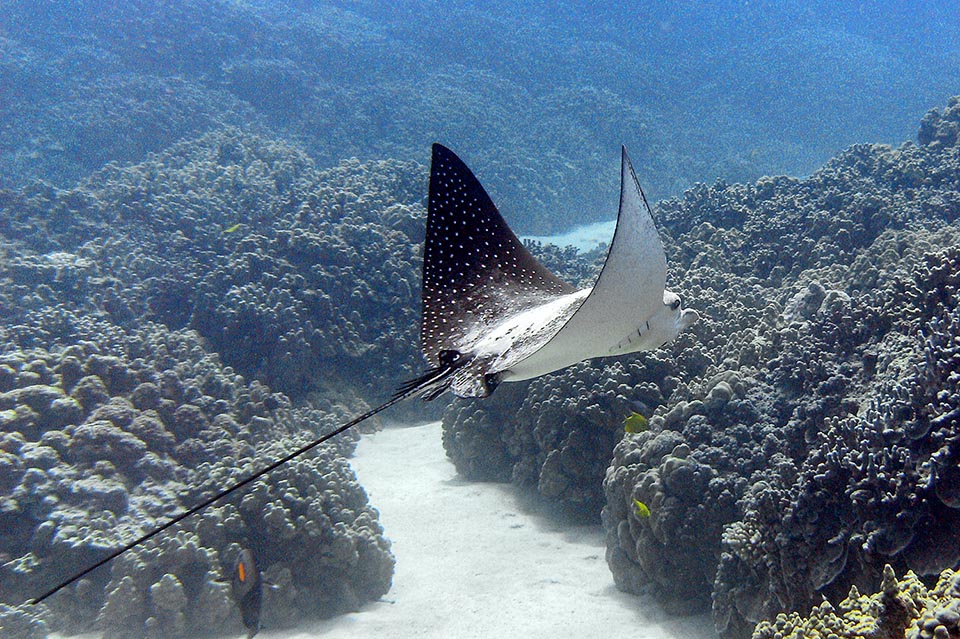 Ici Aetobatus ocellatus repart encore couvert de sable. Il est capable de mémoriser les formations madréporiques et de les retrouver après de longs voyages © Barry Fackler