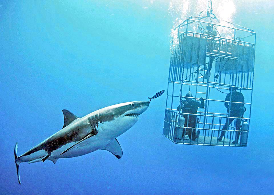 Observación cercana de un gran tiburón blanco, desde una jaula en el mar