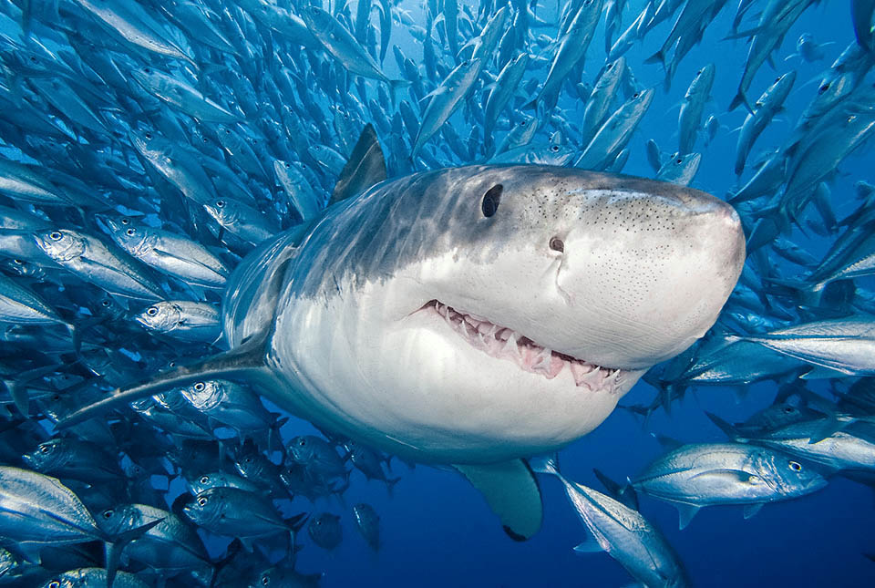 Carcharodon carcharias est le plus grand poisson prédateur existant. Sur son museau on peut voir, comme des poireaux, les ampoules de Lorenzini qui détectent les champs électriques émis par les proies. Sa grande narine perçoit à des distances notables même des traces infimes de sang. Sa vue est excellente et distingue bien les couleurs