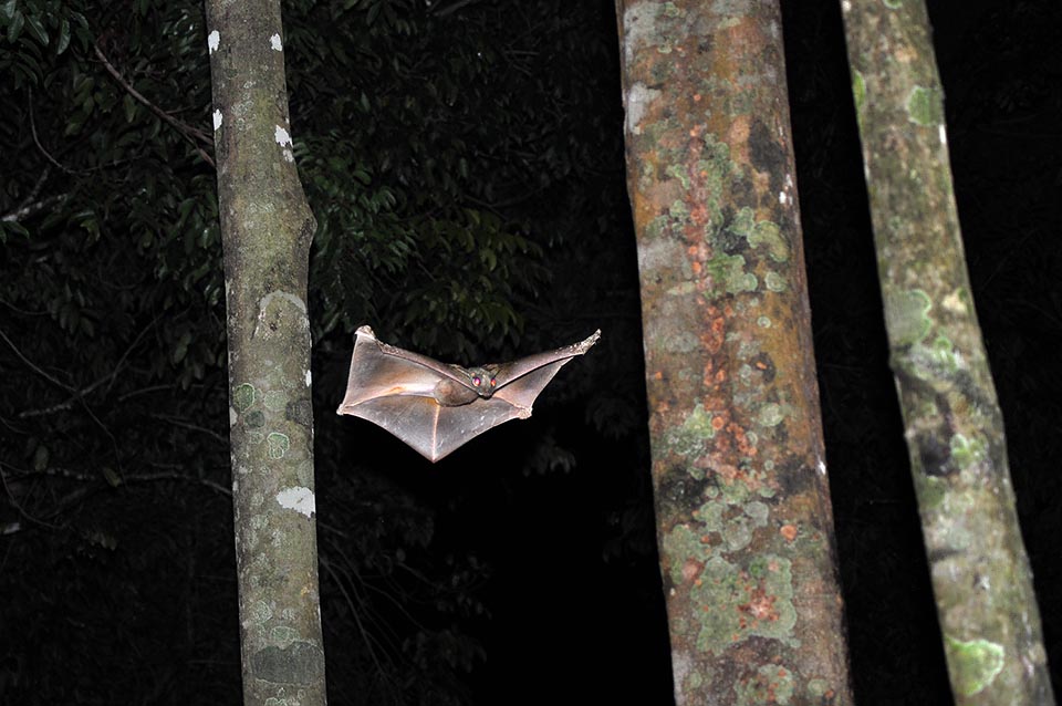 Autrefois inclus dans les Primates, Galeopterus variegatus ou Galéopithèque de Temminck fait désormais partie des Cynocephalidae, la seule famille de l'ordre des Dermoptera