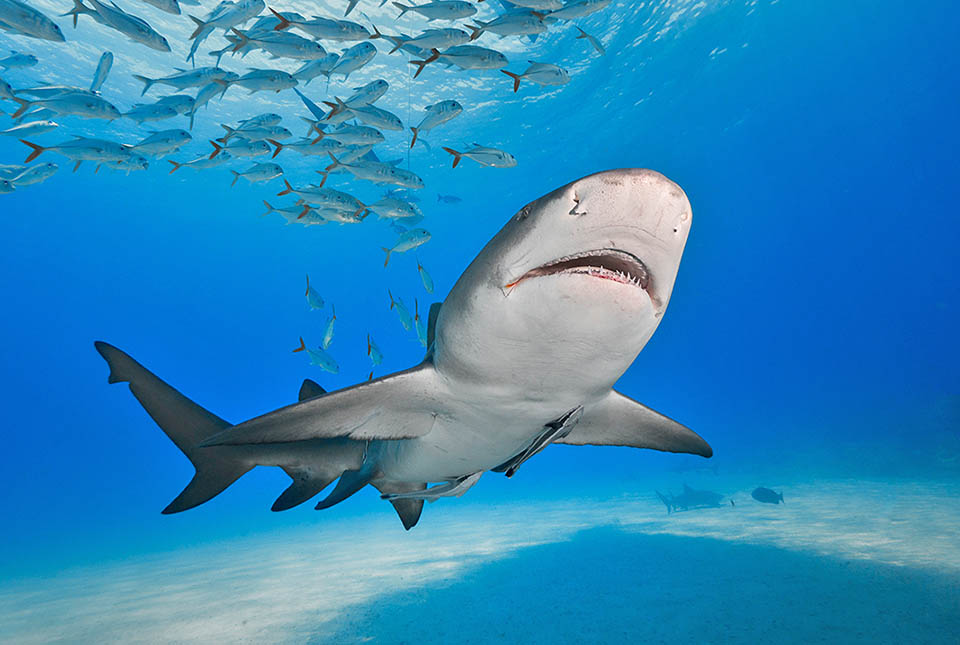 Comparison of bony fish and cartilaginous fish