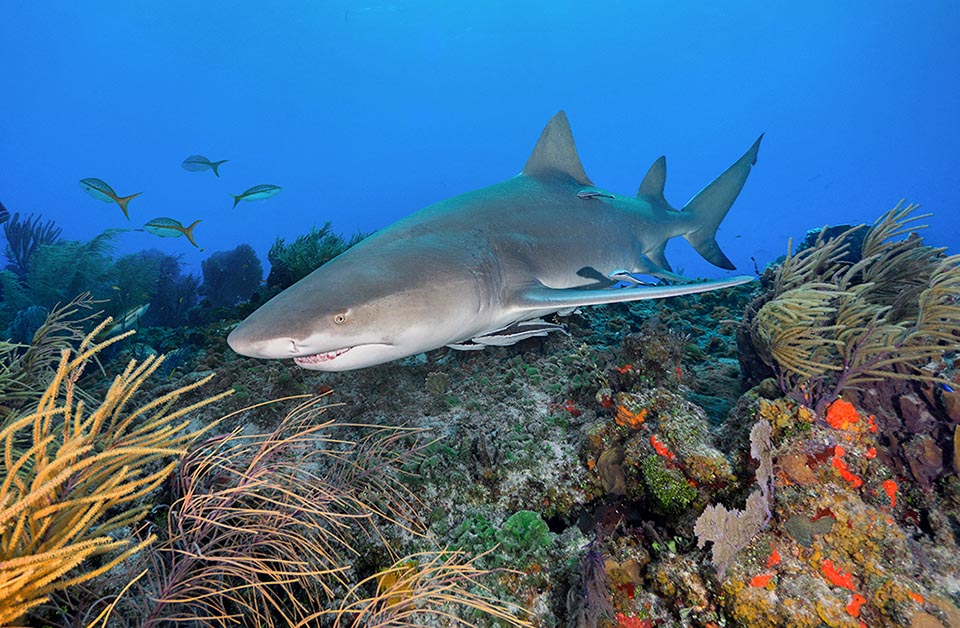 C’est un poisson vivipare placentaire. Tous les 2 ans, les femelles mettent au monde de 4 à 18 petits dans des mangroves riches en nourriture et en abris pour les nouveau-nés 