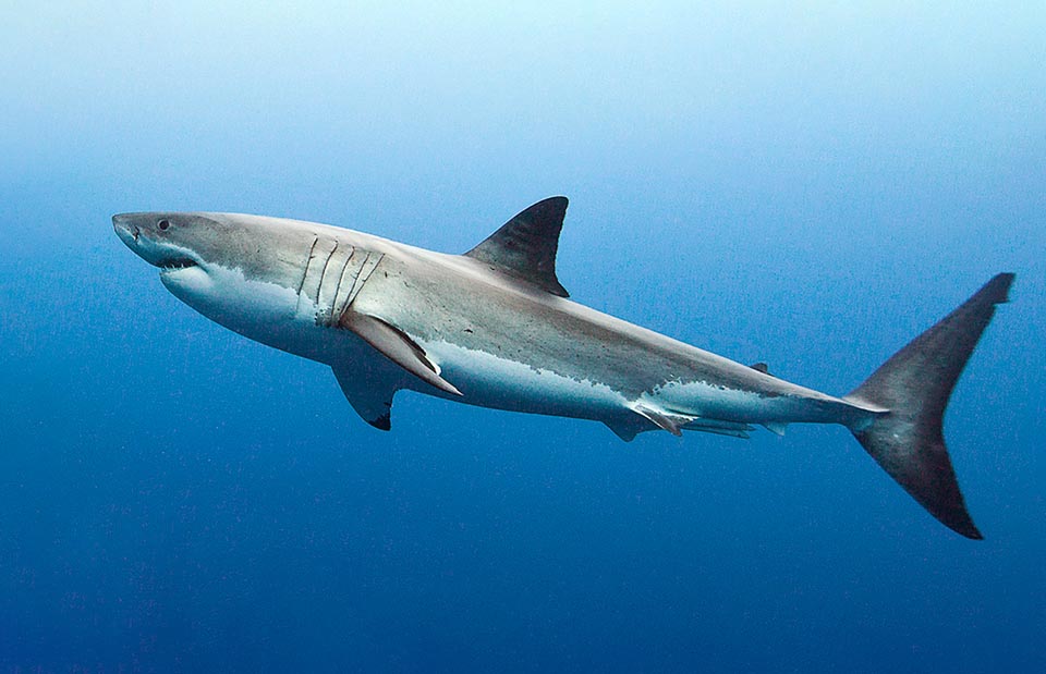 Even 6 m long with 3 t of weight, has a huge caudal fin that allows the 25 km/h and incredible ascents from the seabeds at 40 km/h to seize the prey from below © Elena Regina