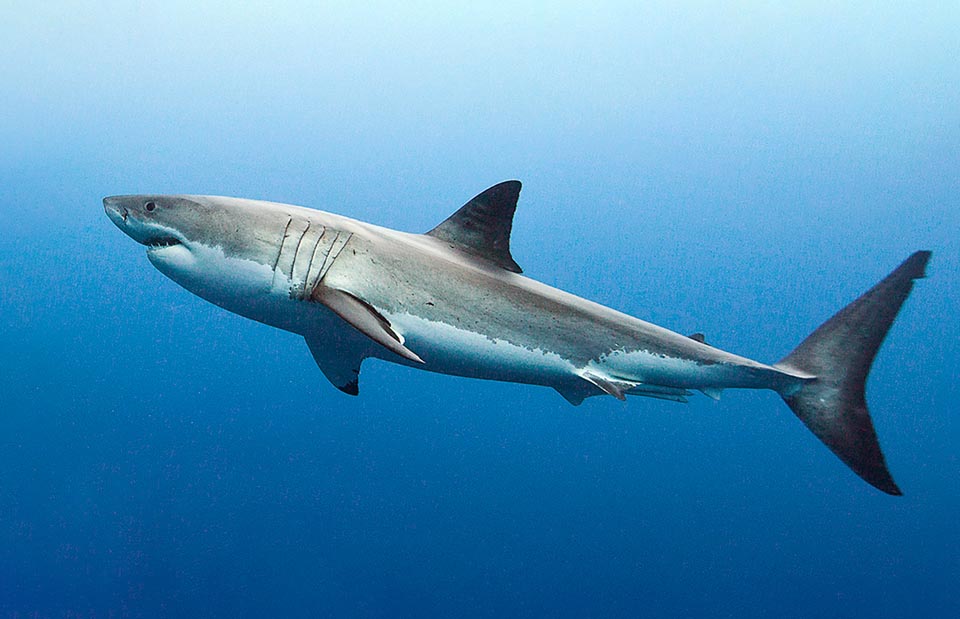 Carcharodon Carcharias Monaco Nature Encyclopedia Carcharodon Carcharias Monaco Nature Encyclopedia