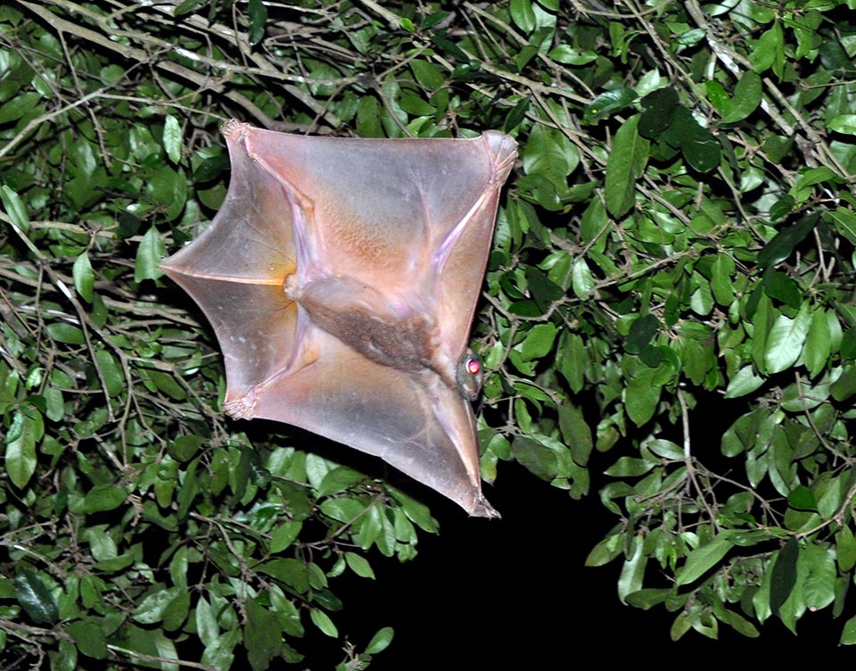 Di abitudini crepuscolari-notturne, vive nelle foreste del sud-est asiatico, dove può spostarsi planando fra gli alberi fino a 100 m di distanza, con parziale perdita di quota