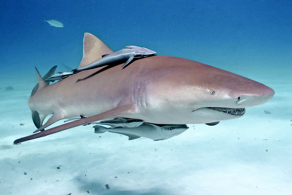 Il est communément connu comme Requin citron, pour la nuance brun-doré de ses flancs, parfois mimétique sur les fonds sableux 