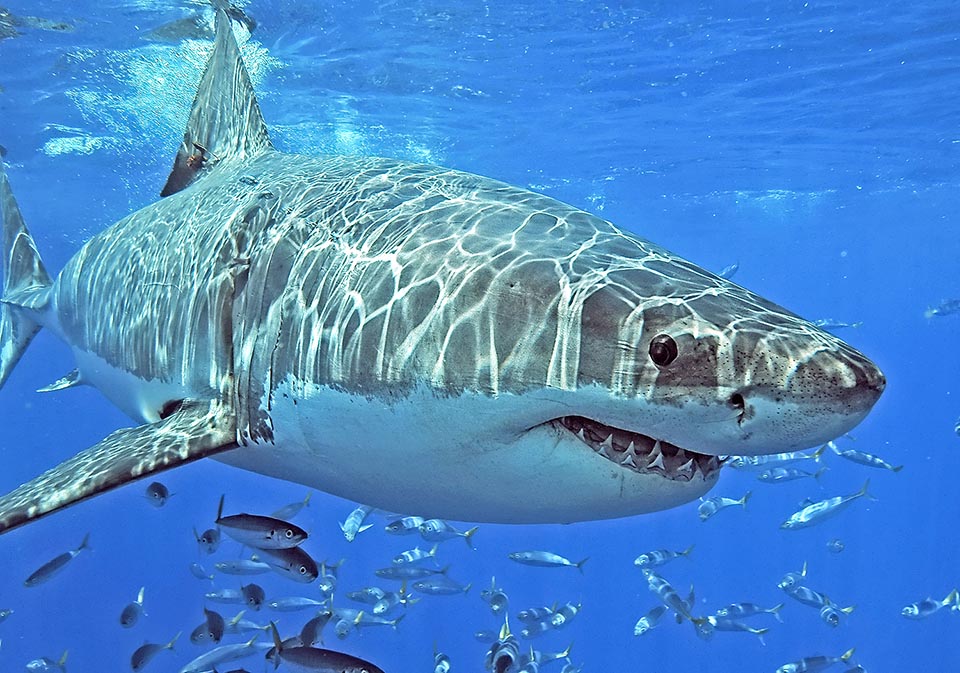 Here the waves throw a mimetic net on the dark back that seen from above seems a seabed, whilst the white belly, seen from below, confuses with the sea brightness 