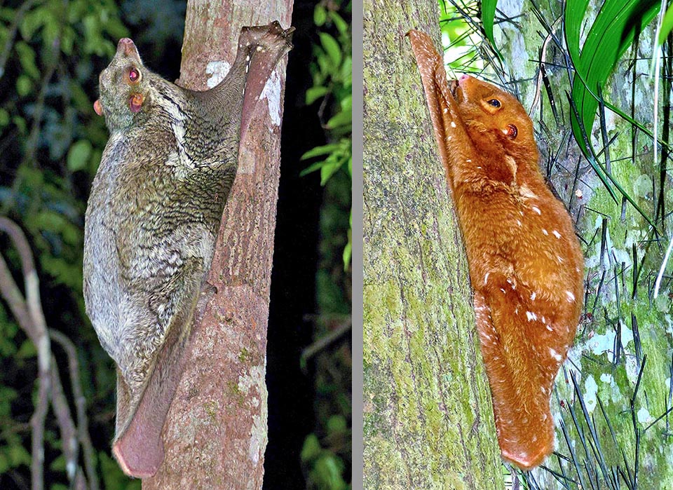 In più è anche un ottimo arrampicatore. Vive solo o in piccoli gruppi che si tengono in contatto con versi acuti. A destra un maschio dalla pelliccia rossiccia