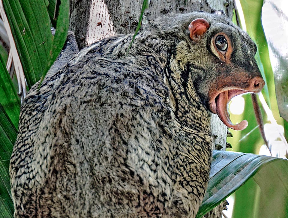 As big as a cat, it eats tender leaves, buds, flowers, fruits, resin, sap and small insects seized with its tongue that serves also to drink licking the water among the branches 