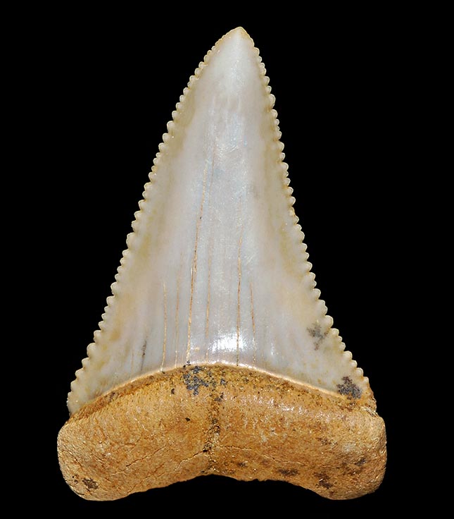 Los dientes triangulares del maxilar superior alcanzan los 7,5 cm y son los más grandes de los tiburones existentes