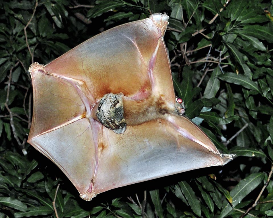 Questa femmina plana col piccolo attaccato a una piega dell’ampio patagio che si estende dal collo fino alla punta delle dita e la coda