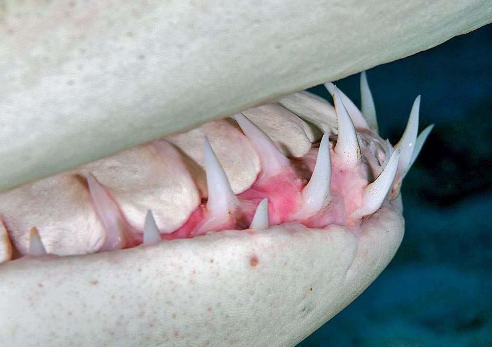 The teeth, about 30 per jaw, are sharp blades. Those below holds the bite while it shakes the head, and the upper ones, slightly serrate on the sides, tear off the flesh in pieces
