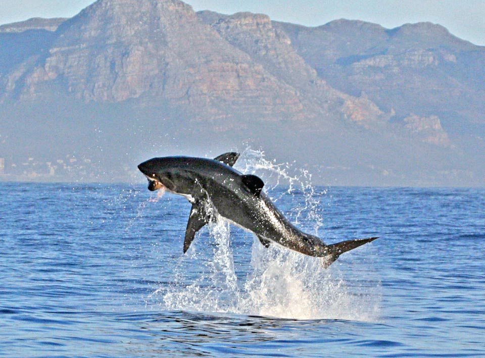 Great white shark with a Cape fur seal in the mouth, surprised while swimming. Its ascent from the seabed has been so rapid to send them out of the water