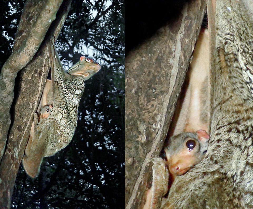 La pelliccia è decisamente mimetica. Il piccolo, ingrandito a destra, si trova perfettamente a suo agio. Quando ha fame sono presenti due mammelle in posizione ascellare