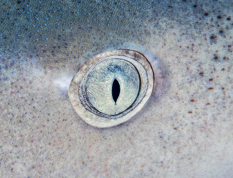 La vue, l'ouïe et l'odorat sont excellents. L'œil est rond avec une membrane nictitante