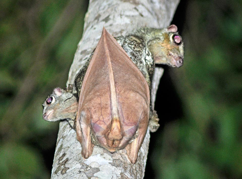 A bigger pup. The female, who has raised the tail, seems to have two heads. It climbs moving laterally on the trunk marking with urine its zone 