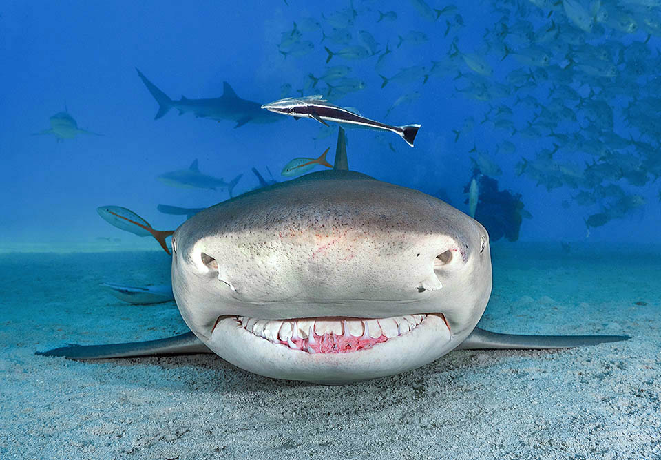 Like all sharks, for hunting in darkness, Negaprion brevirostris has on the head the ampullae of Lorenzini, electroreceptors particularly sensitive that sense the electrical pulse emitted by the prey. They appear on the outside as many tiny pores: a fine dotting present all over the head and hence well visible on the snout 