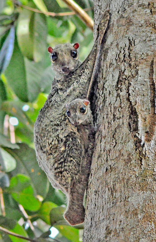 The bond mother and child is very close and weaning happens, after 60 days of pregnancy, around the 6 months. The frontal eyes seem to evoke, evolutionarily speaking, some kinship with the Primates 