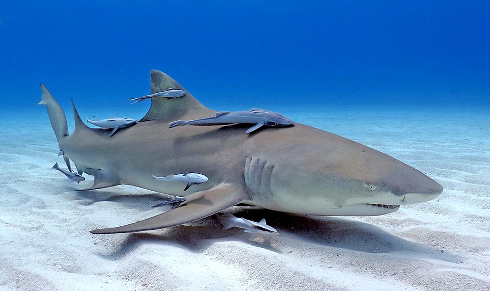 En Selachimorpha, la primera aleta dorsal es típicamente triangular y este es el superorden más numeroso, con unas 500 especies. Aquí Negaprion brevirostris.