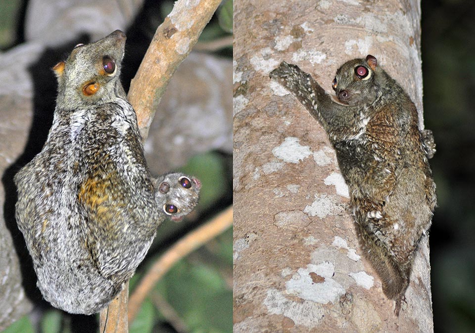 Galeopterus variegatus può riprodursi tutto l’anno. A destra un giovane che impara a spostarsi sul tronco