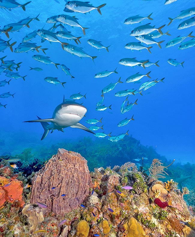 The lemon shark never hunts at random. It thinks and before attacking evaluates the ease of capture and the yield 