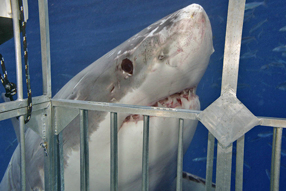 Fotografiar a un Carcharodon carcharias de cerca exige la protección de una jaula. Aquí, en Isla Guadalupe, México, uno de los lugares donde al igual que en Australia y Sudáfrica, se alimenta a los tiburones ingeniosamente para los turistas que buscan un encuentro cercano. Esto, por una aparte, crea consciencia acerca de la protección de la especie, pero, por otra, puede hacer que los tiburones asocien la presencia humana con una fuente de alimento, generando ataques donde las jaulas están ausentes