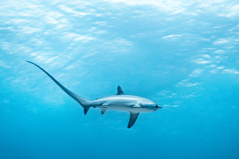 Ce Chondrichthyes assomme ses victimes à grands coups de queue, puis engloutit les poissons agonisants. Seul ou en couple, il chasse dans des mers à la température de 11,6 à 28,2 °C.