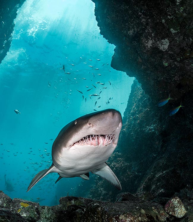 Negli squali in genere la bocca è ampia e agguerrita, come in questo minaccioso Carcharias taurus.