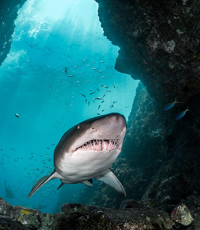 A rischio estinzione, lo Squalo toro (Carcharias taurus) è presente nei mari temperati caldi, compreso il Mediterraneo